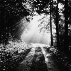 Road passing through forest