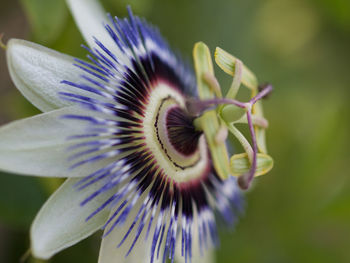 Close-up of purple flowering plant