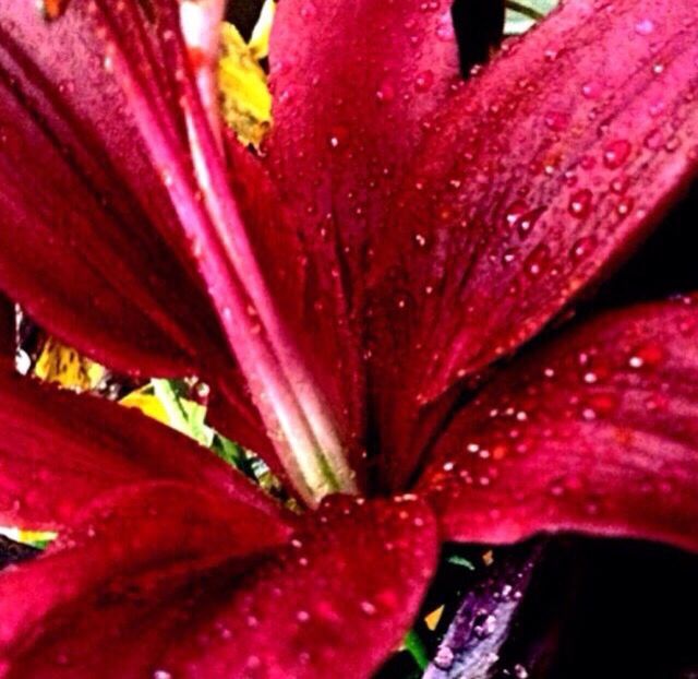 fragility, flower, freshness, petal, close-up, beauty in nature, stamen, selective focus, growth, flower head, pink color, season, in bloom, extreme close-up, nature, detail, backgrounds, full frame, macro, springtime, blossom, wet, single flower, botany, vibrant color, water, pistil, plant, pollen, lily, exoticism, softness, purity, dew