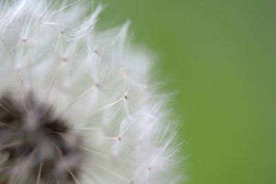 Close-up of dandelion on plant