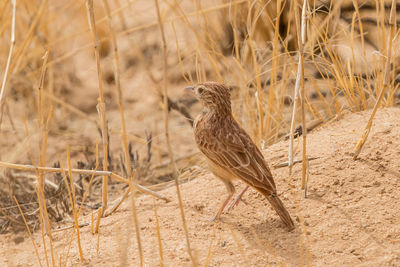 Close-up of a bird on field