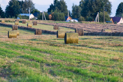 Hay bales on field