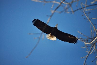 Low angle view of eagle flying in sky