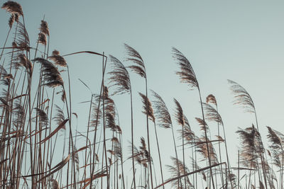 Low angle view of plants against clear sky