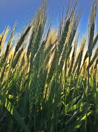 Close-up of grass growing in field