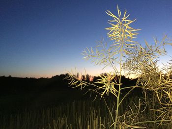 Plants growing on field against clear sky