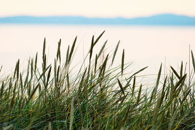 Close-up of grass against sky during sunset