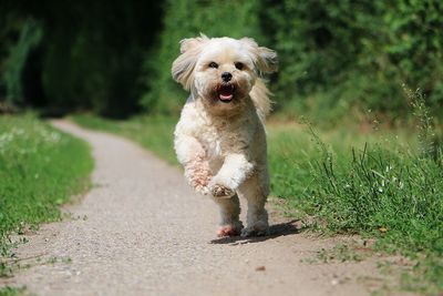 Portrait of dog running on street