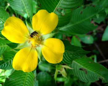 Close-up of bee on yellow flower