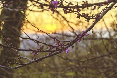 Close-up of pink flowers on branch