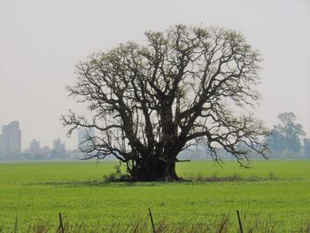 Tree in field against clear sky