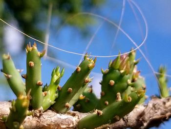 Close-up of caterpillar on cactus plant against sky