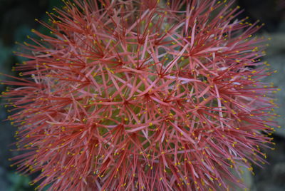 Close-up of red cactus