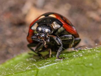 Close-up of insect on leaf