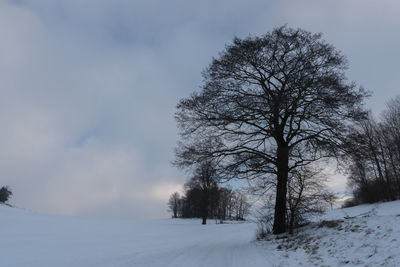 Bare trees on snow covered field against sky
