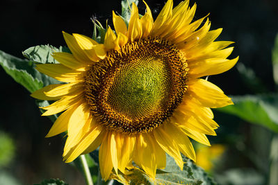 Close-up of sunflower