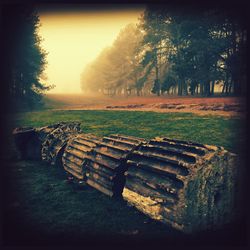 Scenic view of trees at sunset