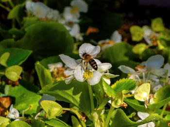 Close-up of white flowering plant