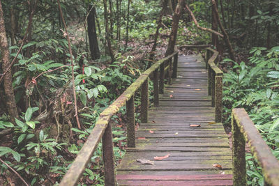 Boardwalk amidst trees in forest