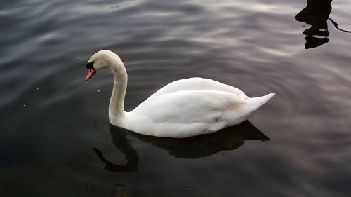 High angle view of swans swimming in lake