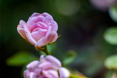 Close-up of pink rose flower