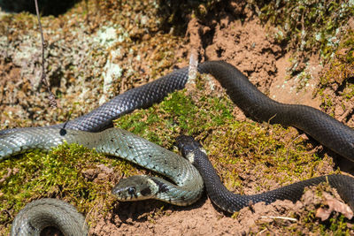 Close-up of lizard on ground