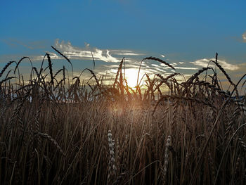 Close-up of stalks in field against sky