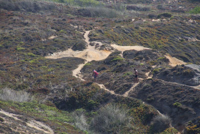 High angle view of an animal on land