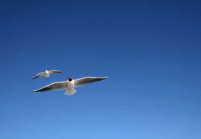 Low angle view of seagulls flying