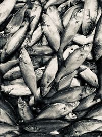 High angle view of fish for sale in market