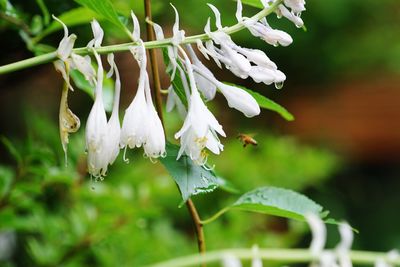 Close-up of white flowers blooming outdoors