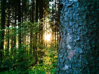 Trees in forest