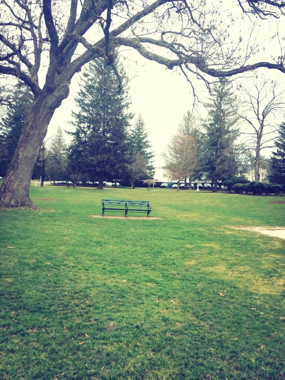 tree, grass, park - man made space, grassy, field, bare tree, tranquility, branch, park, green color, tree trunk, tranquil scene, nature, landscape, growth, lawn, bench, beauty in nature, day, scenics