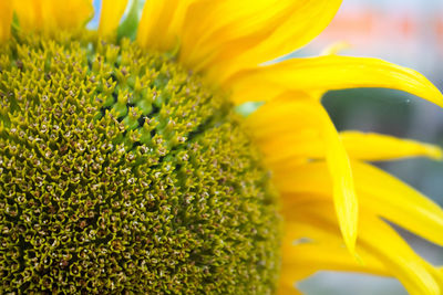 Close-up of yellow flowering plant