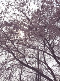 Low angle view of bare trees against sky