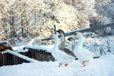 Flock of birds on snow covered land