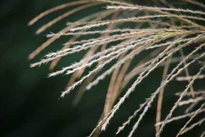 Close-up of stalks against blurred background