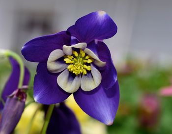 Close-up of purple iris flower