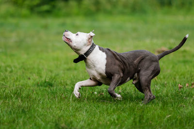 Side view of dog running on grassy field