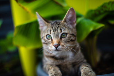 Close-up portrait of tabby cat