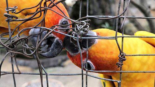 Close-up of parrot in cage at zoo