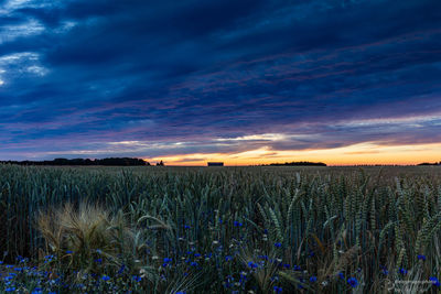 Scenic view of field against sky at sunset