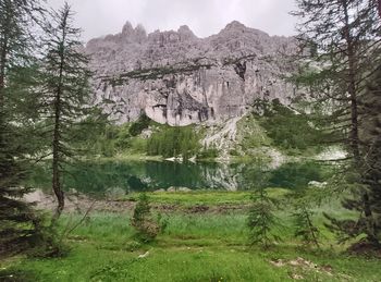 Scenic view of lake in forest