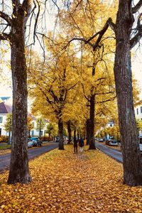 Trees in park during autumn