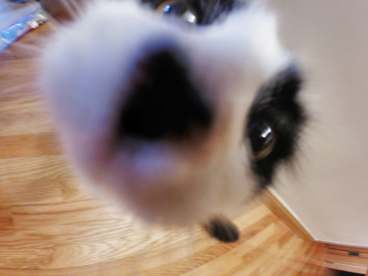 pets, domestic animals, indoors, mammal, one animal, close-up, dog, domestic cat, animal themes, looking at camera, portrait, part of, home interior, cat, focus on foreground, whisker, animal head, selective focus