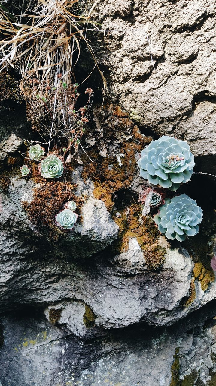 HIGH ANGLE VIEW OF ROCK ON TREE