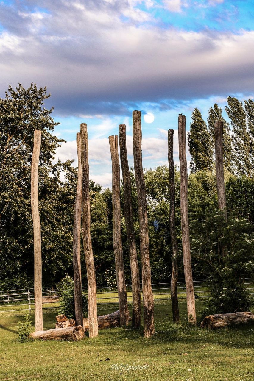 tree, sky, tranquility, tranquil scene, tree trunk, growth, nature, scenics, landscape, cloud - sky, beauty in nature, grass, field, non-urban scene, cloud, idyllic, cloudy, day, woodland, no people