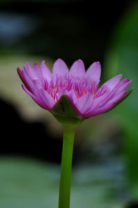 Close-up of pink flower blooming outdoors