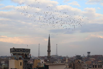 Flock of birds flying over buildings in city