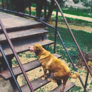 High angle view of dog on railing